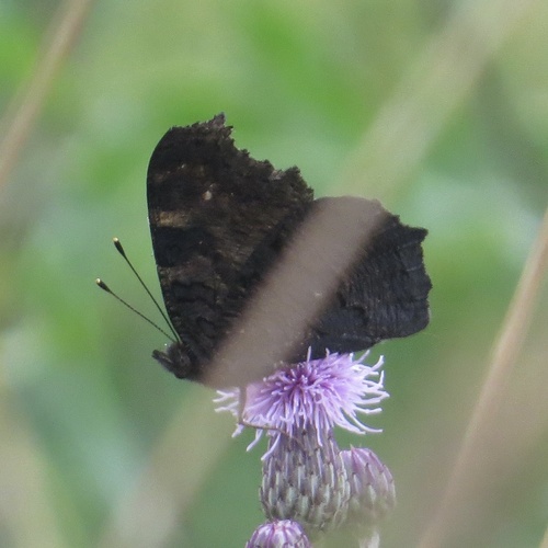 European Peacock Butterfly
