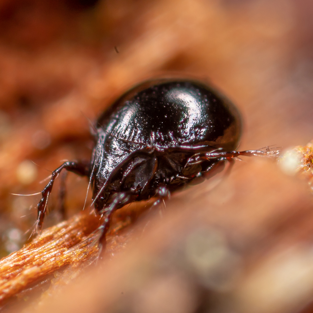 Ceratoppiidae