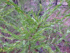 Acacia × tristis