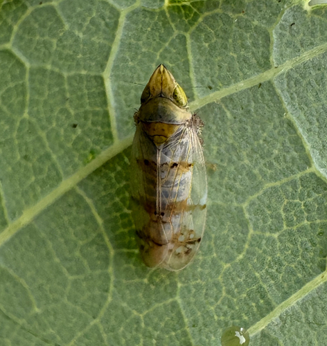 Japanese Maple Leafhopper