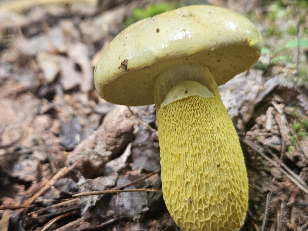 Ornate-stalked bolete · July 2026 · photo: Photo: (c) willingarden, some rights reserved (CC BY) · iNaturalist