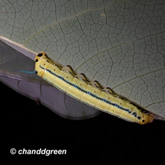 Macroglossum passalus