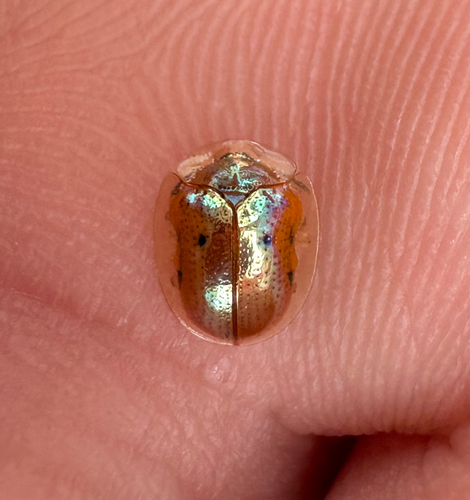 Golden Tortoise Beetle