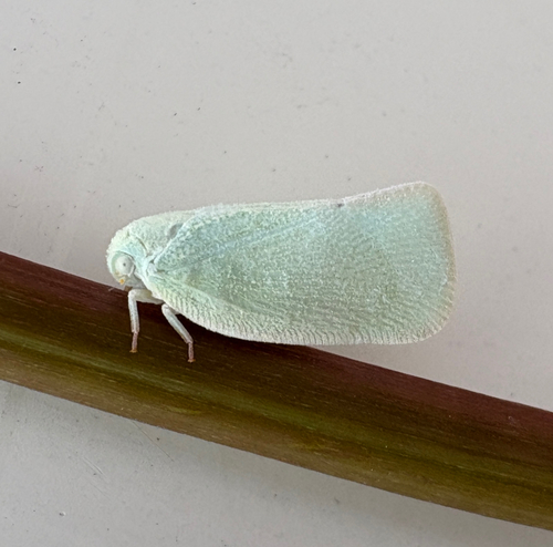 Northern Flatid Planthopper