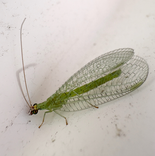 Chrysopa oculata