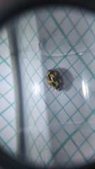 Propylea quatuordecimpunctata