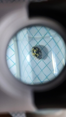 Propylea quatuordecimpunctata