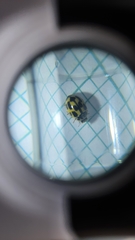 Propylea quatuordecimpunctata