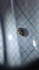 Propylea quatuordecimpunctata