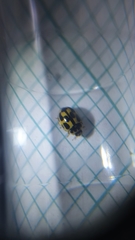 Propylea quatuordecimpunctata