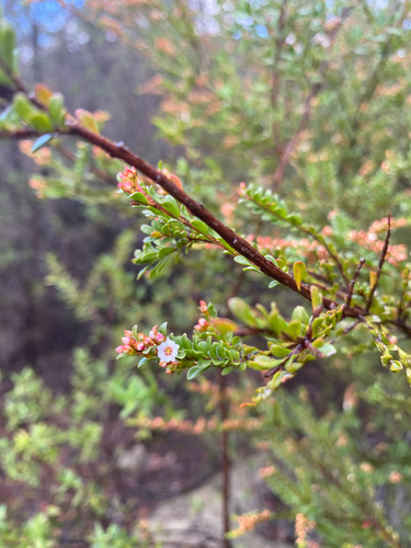 Thryptomene calycina, photograph 5