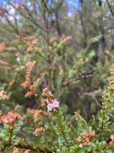 Thryptomene calycina, photograph 4