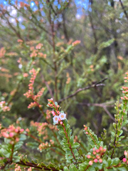Thryptomene calycina, photograph (c) krumpianking, some rights reserved (CC BY)