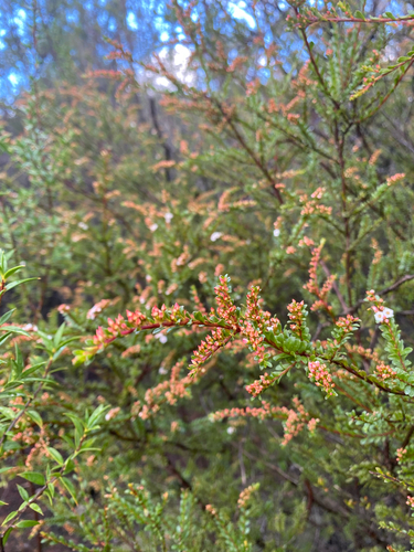 Thryptomene calycina, photograph 6