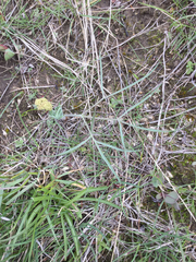 Lomatium triternatum