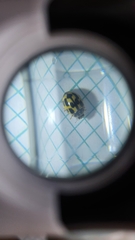 Propylea quatuordecimpunctata