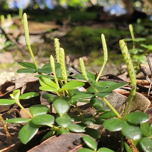 Acorn peperomia (Peperomia tetraphylla)