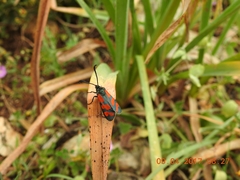 Zygaena graslini
