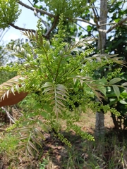 Image of Zanthoxylum panamense