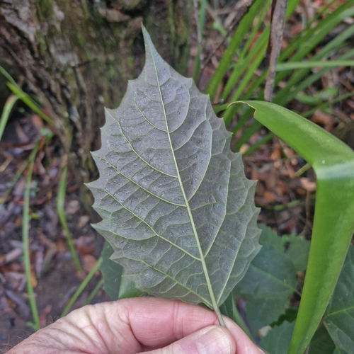 Clerodendrum tomentosum, photograph 1
