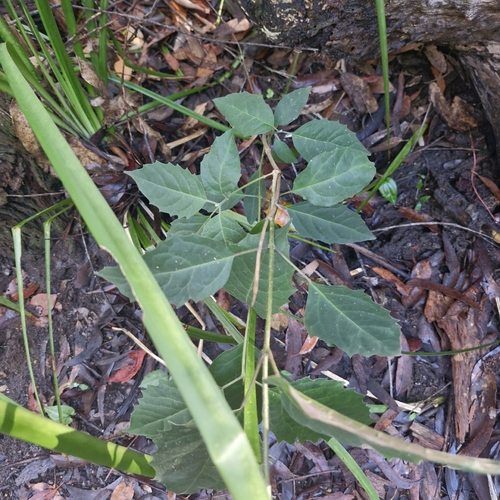 Clerodendrum tomentosum, photograph 2