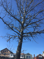 Liquidambar styraciflua