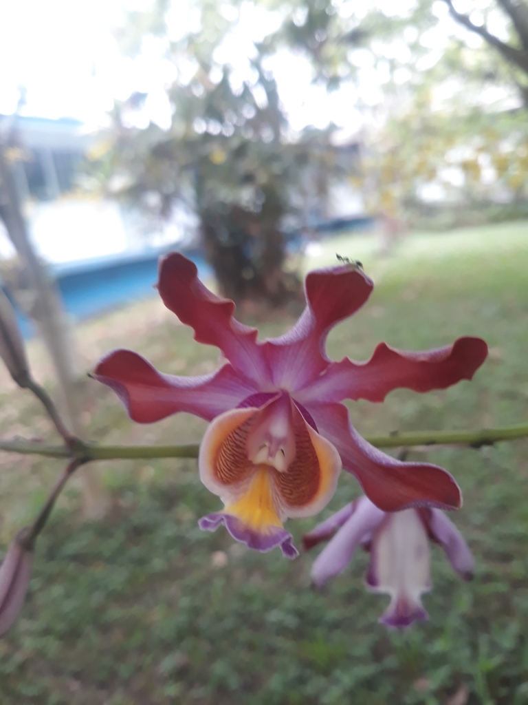 Myrmecophila grandiflora