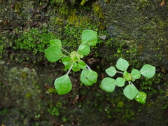 Pilea peploides major
