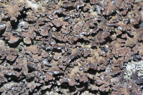 Massalongia carnosa observed 2026-06-01