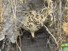 Polybia occidentalis