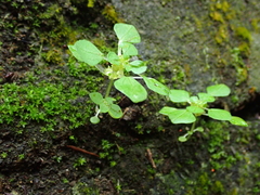 Pilea peploides major
