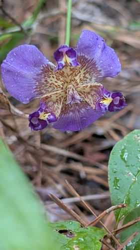 Alophia drummondii