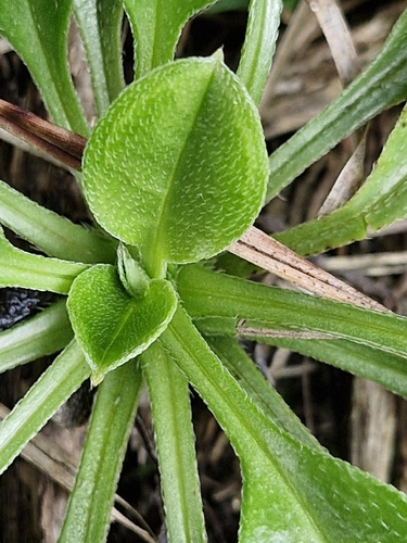 Myosotis pansa, photograph 6