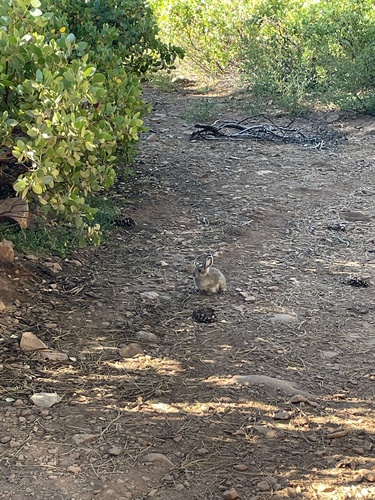 iNaturalist observation photo of Mountain Cottontail