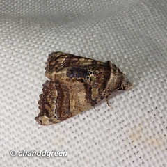 Chlumetia transversa