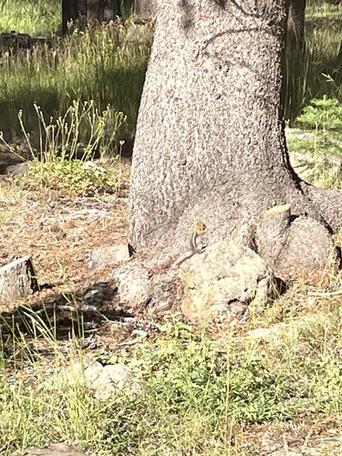 iNaturalist observation photo of Common Golden-mantled Ground Squirrel