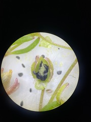 Spergularia atrosperma