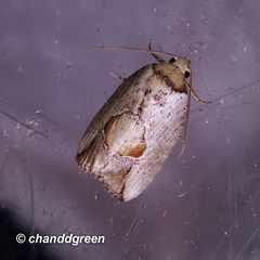 Strotihypera macroplaga