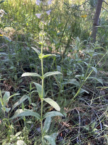 iNaturalist observation photo of Rough Hedgenettle