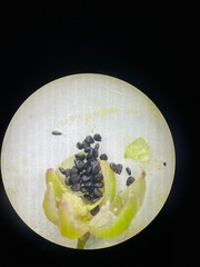 Spergularia atrosperma