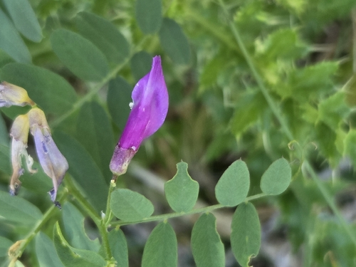 American vetch