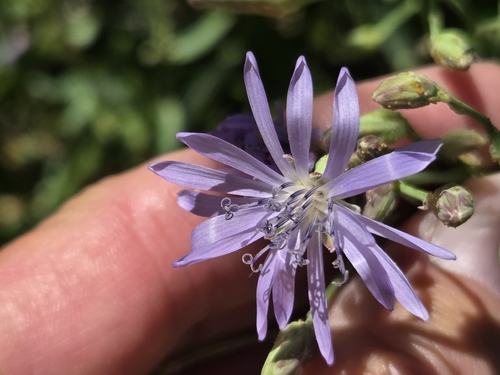 common blue lettuce