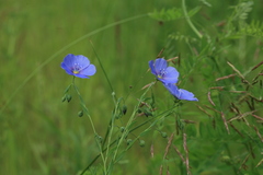 Linum amurense