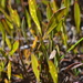 Centella glabrata - Photo (c) Hayley-May Wittridge, alguns direitos reservados (CC BY-NC), uploaded by Hayley-May Wittridge