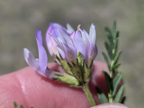 field milkvetch