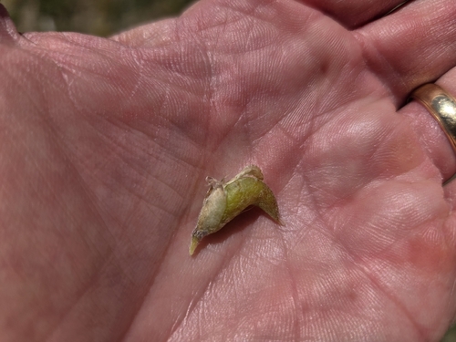 Astragalus agrestis, photograph 5