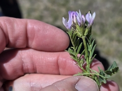 Astragalus agrestis, photograph author not stated, no rights reserved