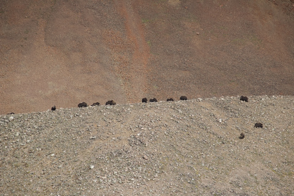 Ovibos moschatus, Avannaata Municipality, Greenland, by clairedut