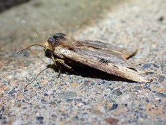 Xylena cineritia