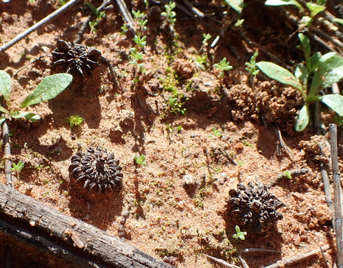 Allocasuarina luehmannii, photograph 3